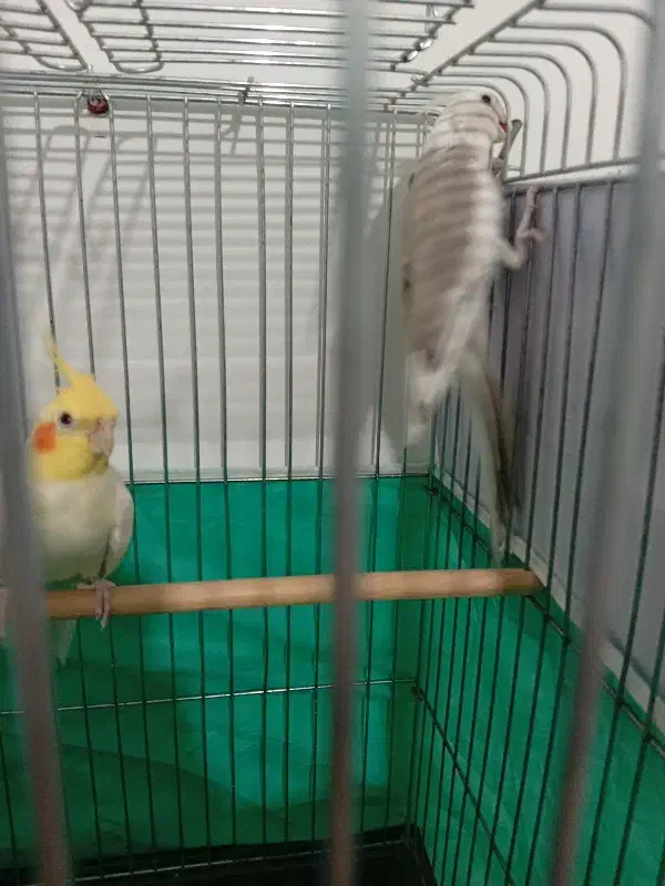 عروس هلندی|پرنده|کبودرآهنگ, |دیوار