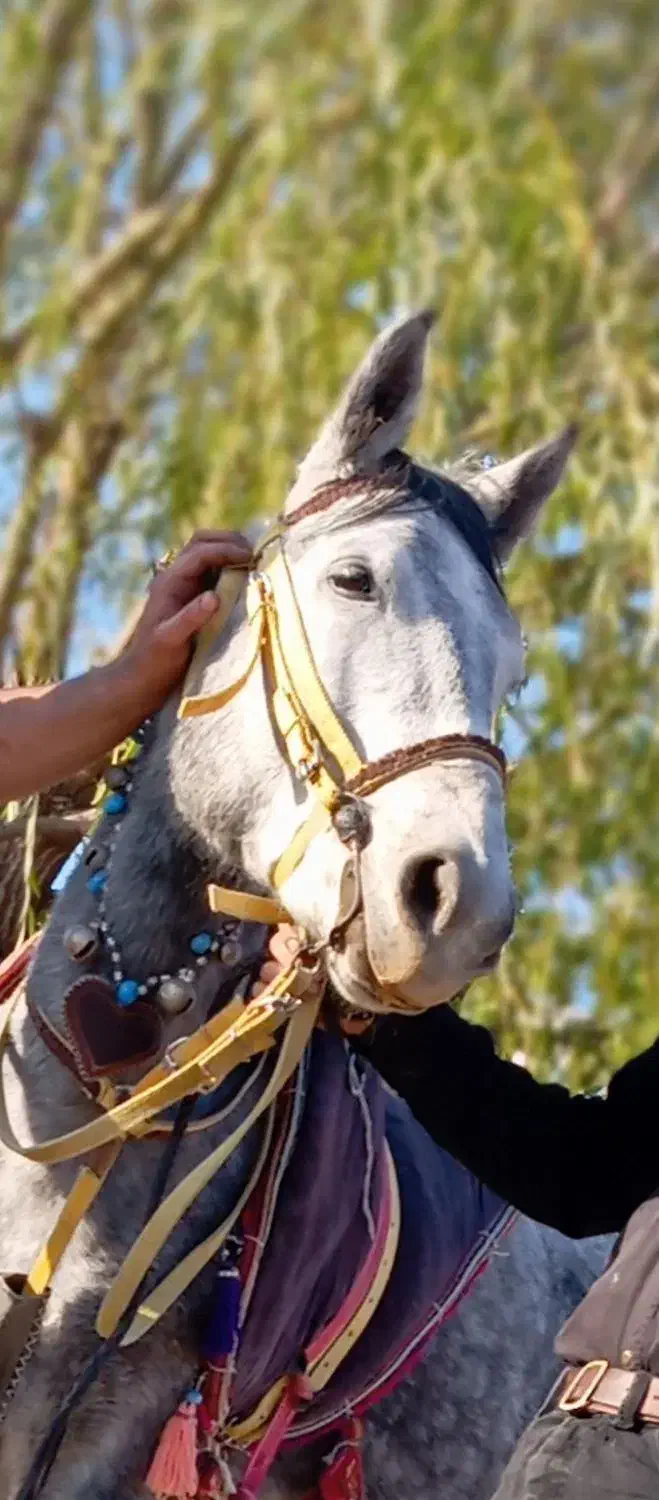 مادیان کرد 5سال|اسب و تجهیزات اسبسواری|شهرکرد, |دیوار