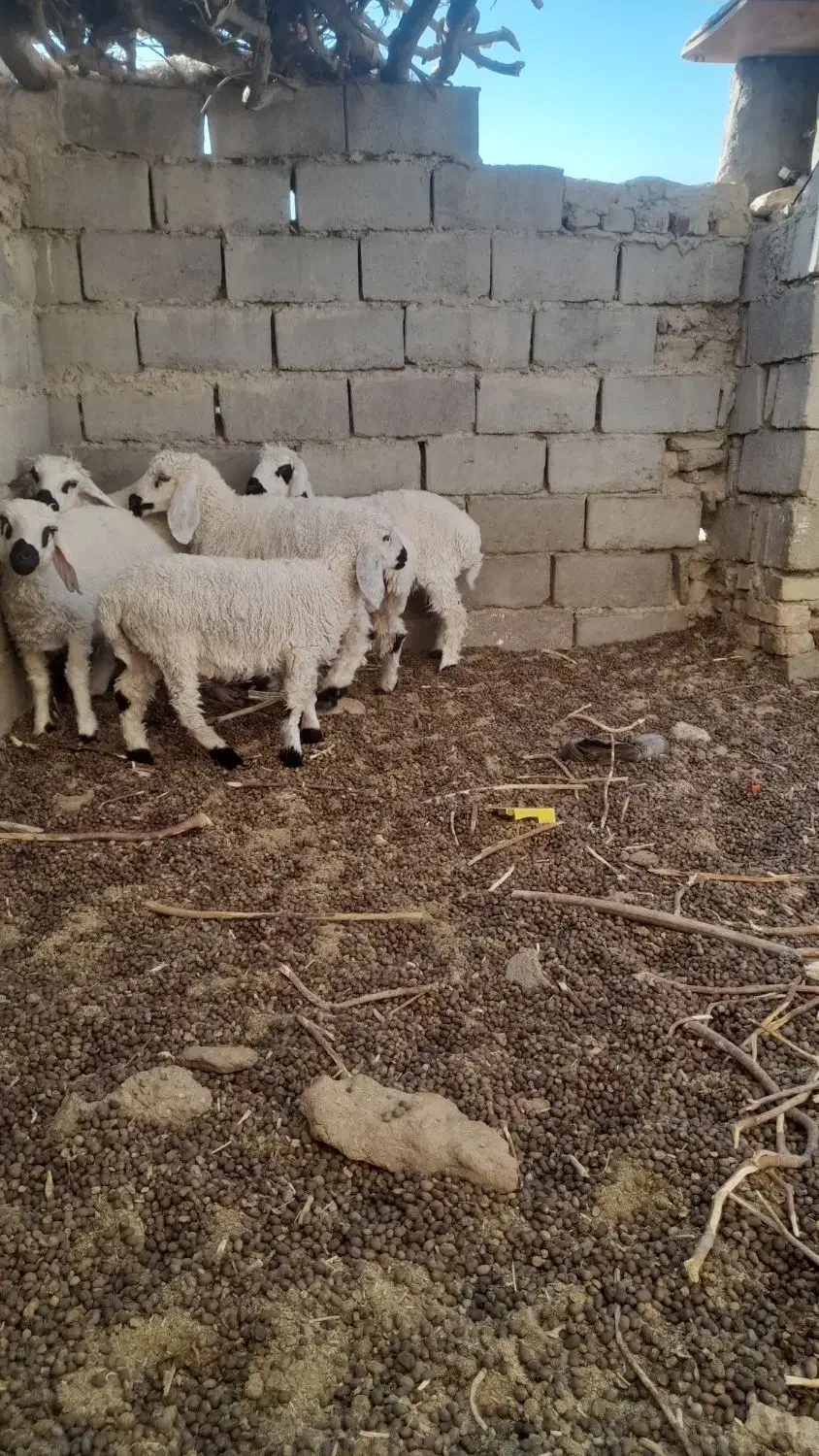 ۵ راس بره وطنی حیکلی|حیوانات مزرعه|هامون, |دیوار