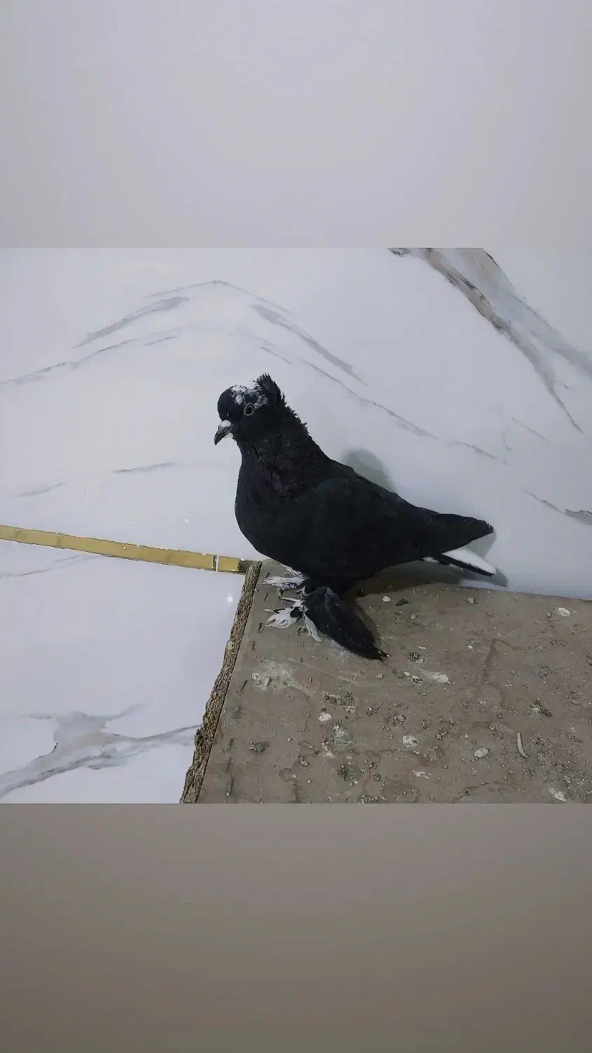 کبوتر قره اقویروغ مایا|حیوانات|تبریز, |دیوار