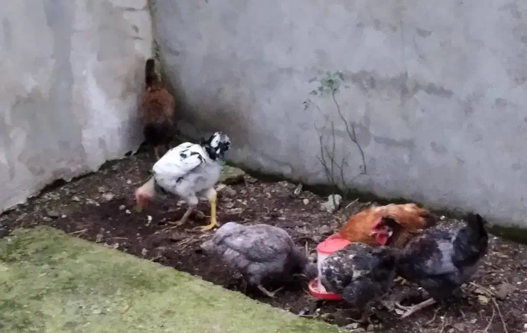 مرغ و خروس فروشی|حیوانات مزرعه|آستارا, |دیوار