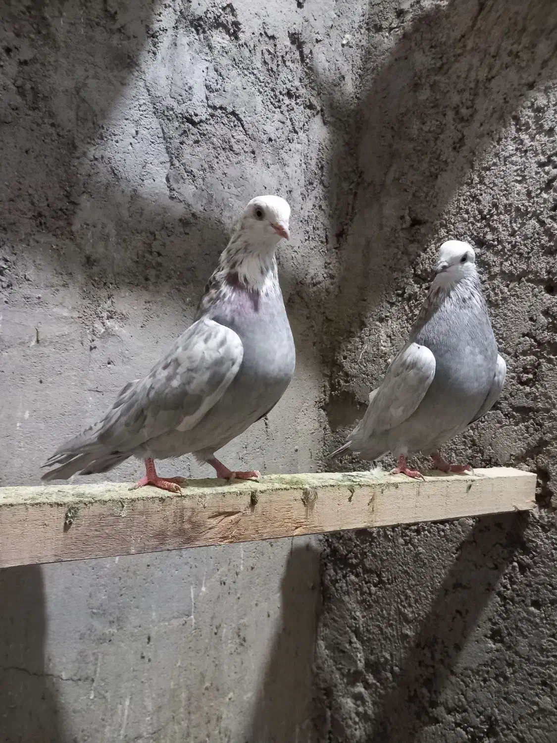 ۵تا کبوتر|پرنده|عجب شیر, |دیوار