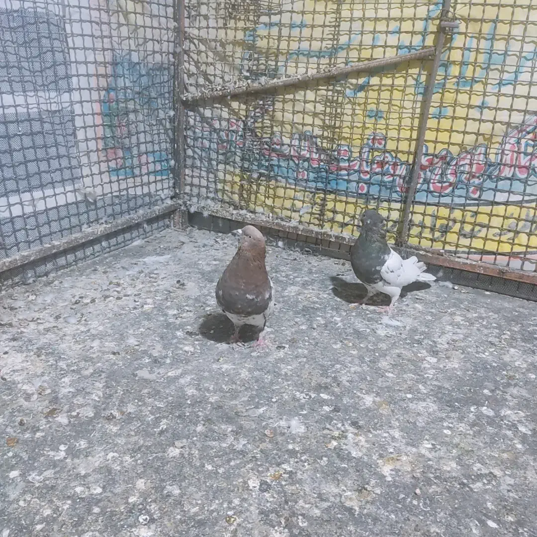 کله ای|پرنده|یاسوج, |دیوار