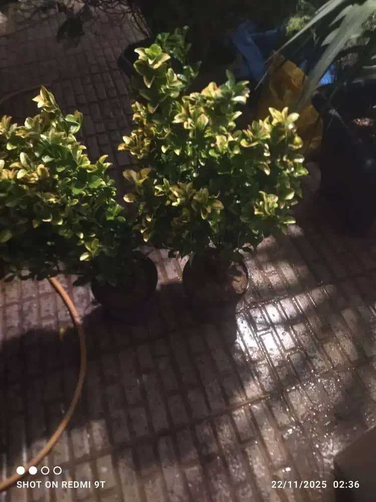 گل و گیاه تزیینی|گل و گیاه طبیعی|کرج, کیانمهر|دیوار