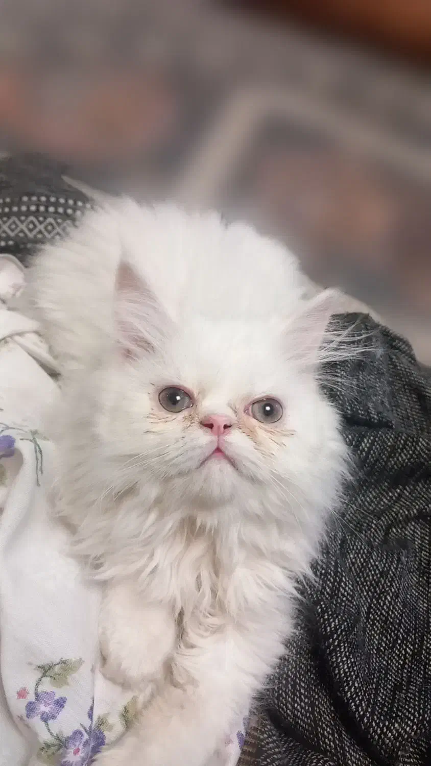 کلاسیک، فلت|گربه|بیرجند, |دیوار