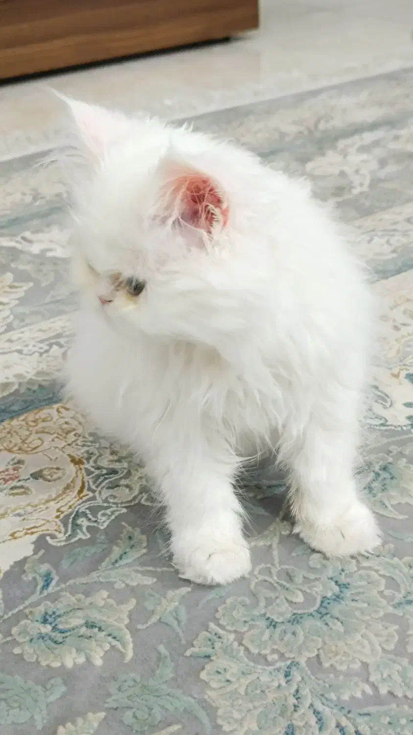 گربه پرشین دال فیس|گربه|بندرعباس, |دیوار