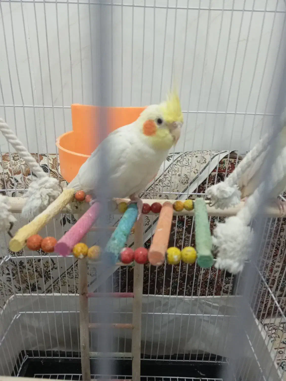 عروس هلندی|پرنده|مشهد, محمدآباد|دیوار