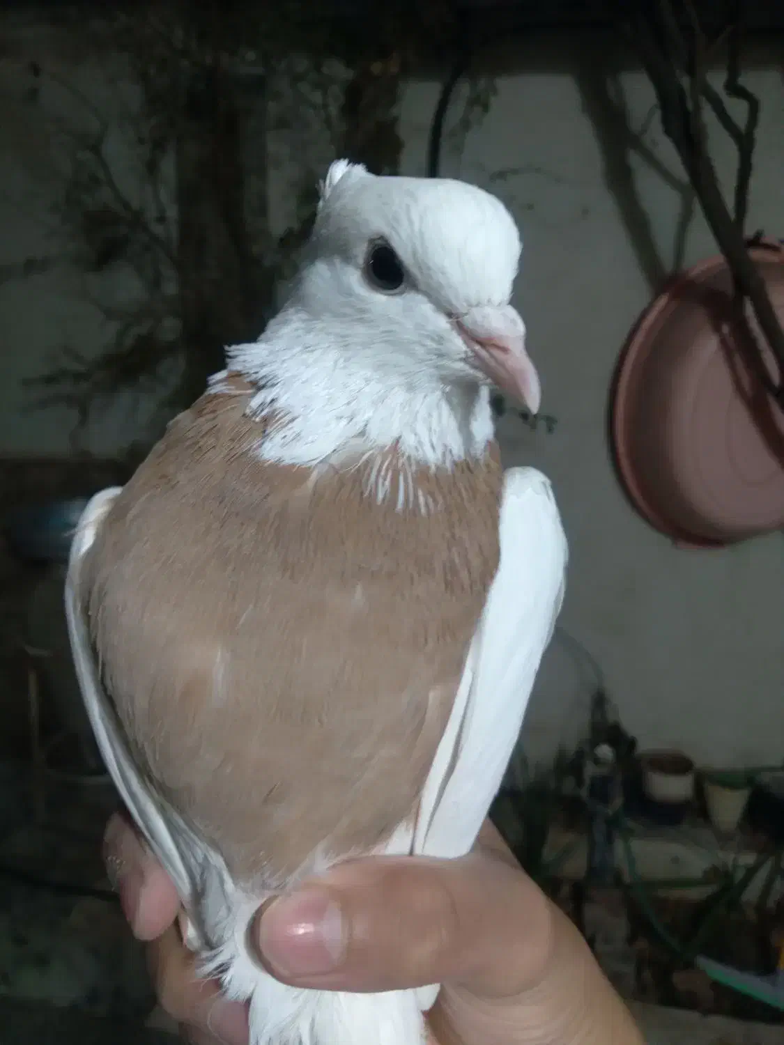 طوقی|پرنده|رفسنجان, |دیوار