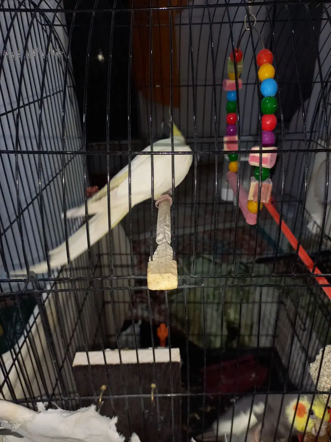 پرنده|پرنده|مشهد, شهید بصیر|دیوار