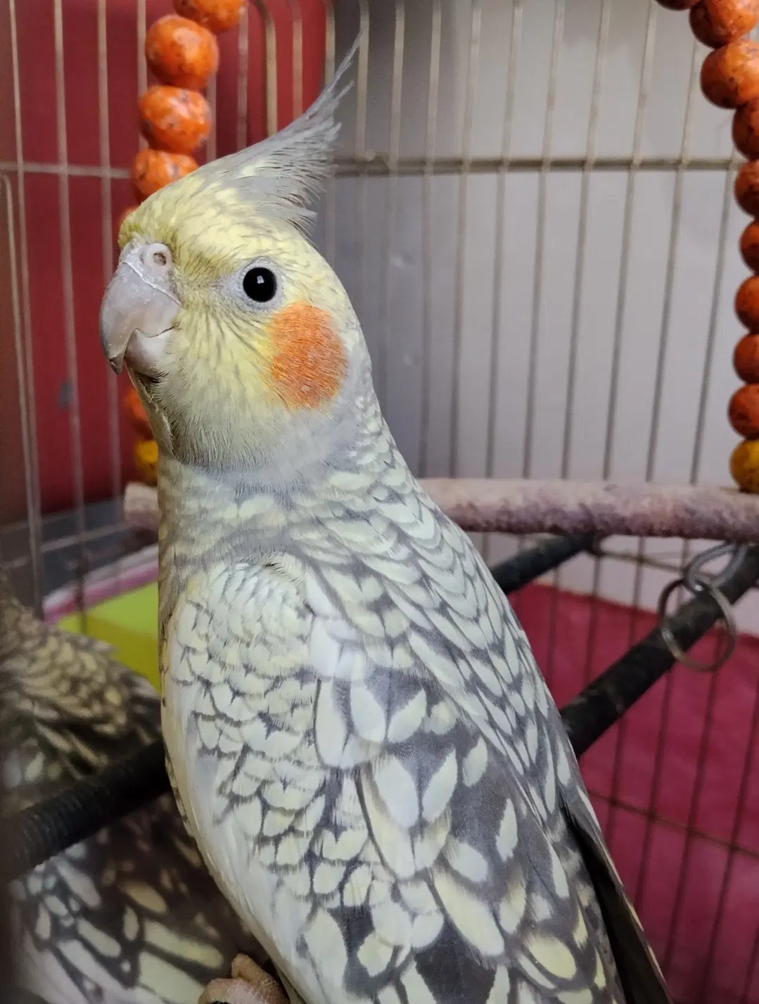 هلندی|پرنده|صفادشت, |دیوار