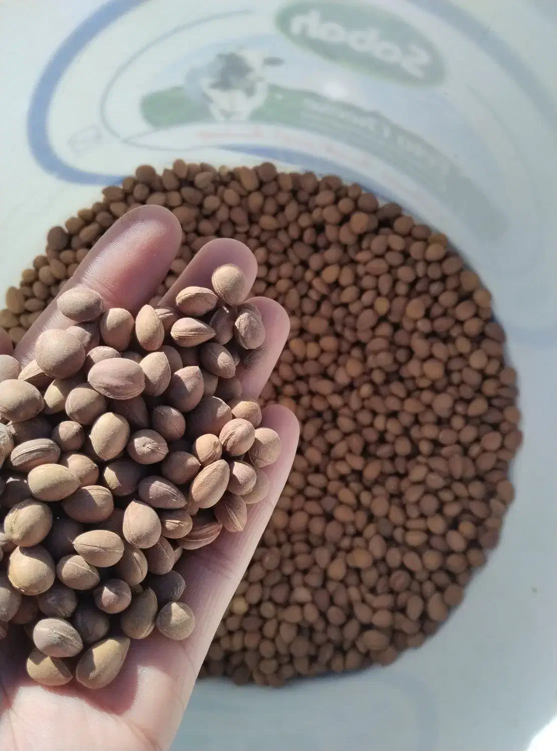 پسته کوهی|حراج|تفتان, |دیوار