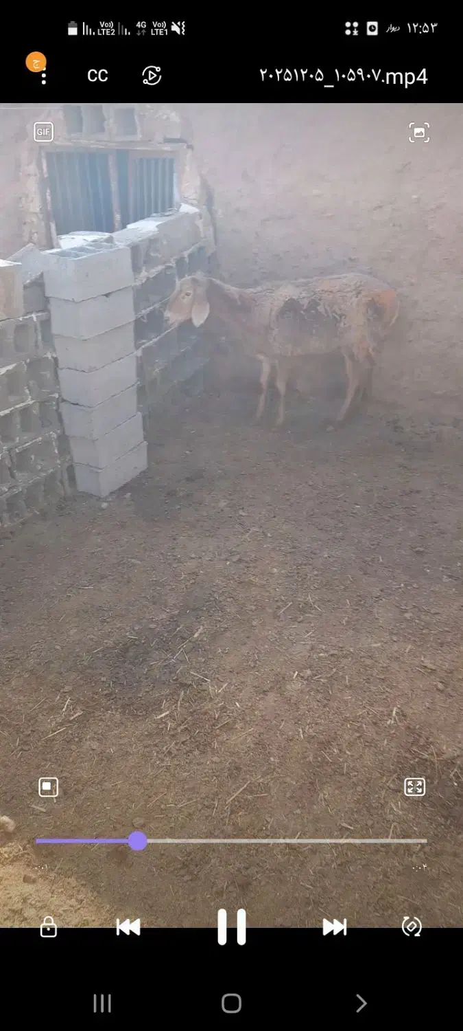 کاهور|حیوانات مزرعه|تربت جام, میان جام|دیوار