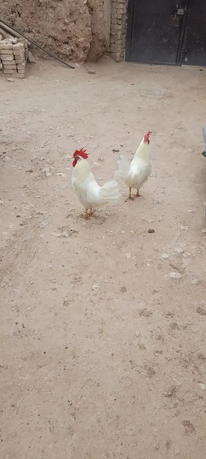 خروس سفیدفروشی|پرنده|آبگرم, |دیوار