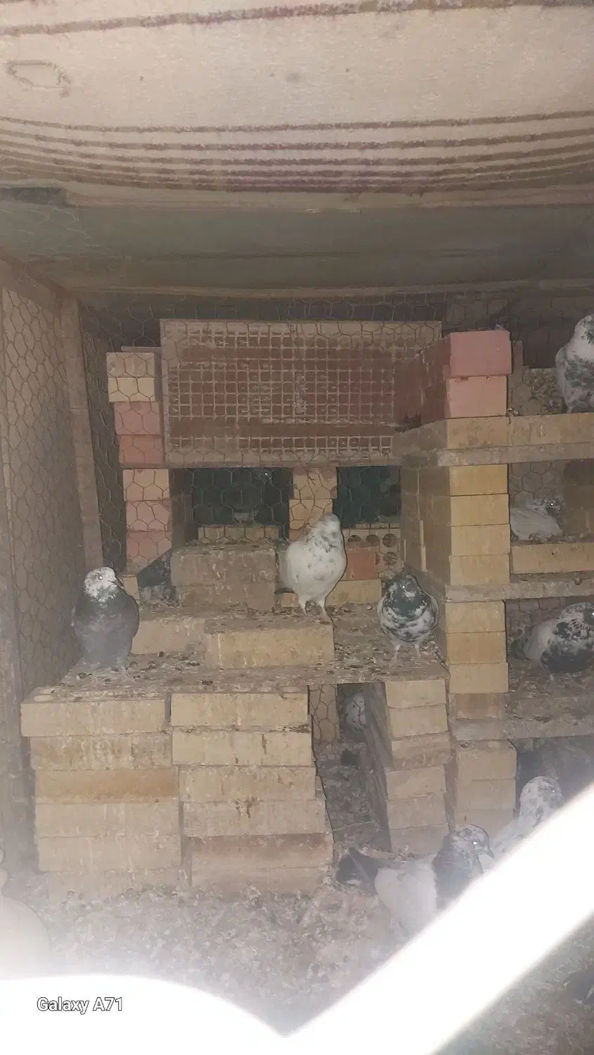 کبوتر پرشی اوکی|پرنده|حاجی آباد, |دیوار