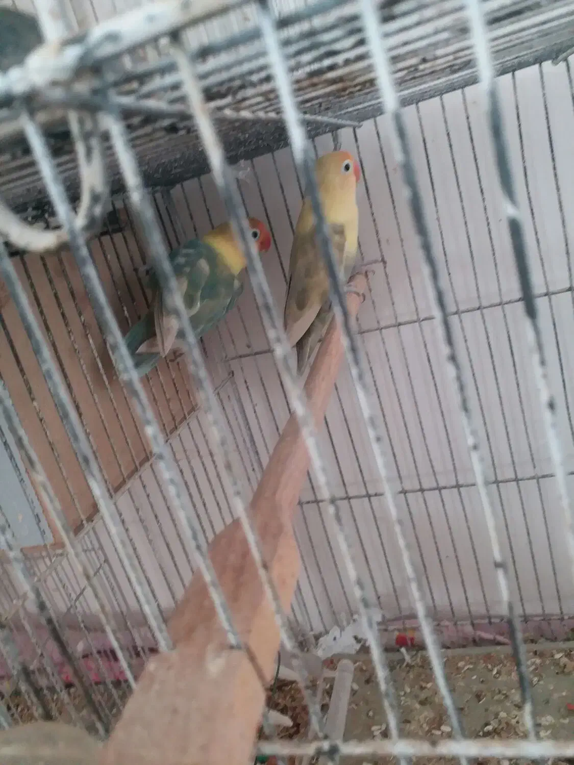 کوتوله فروشی|پرنده|تربت جام, حافظ|دیوار