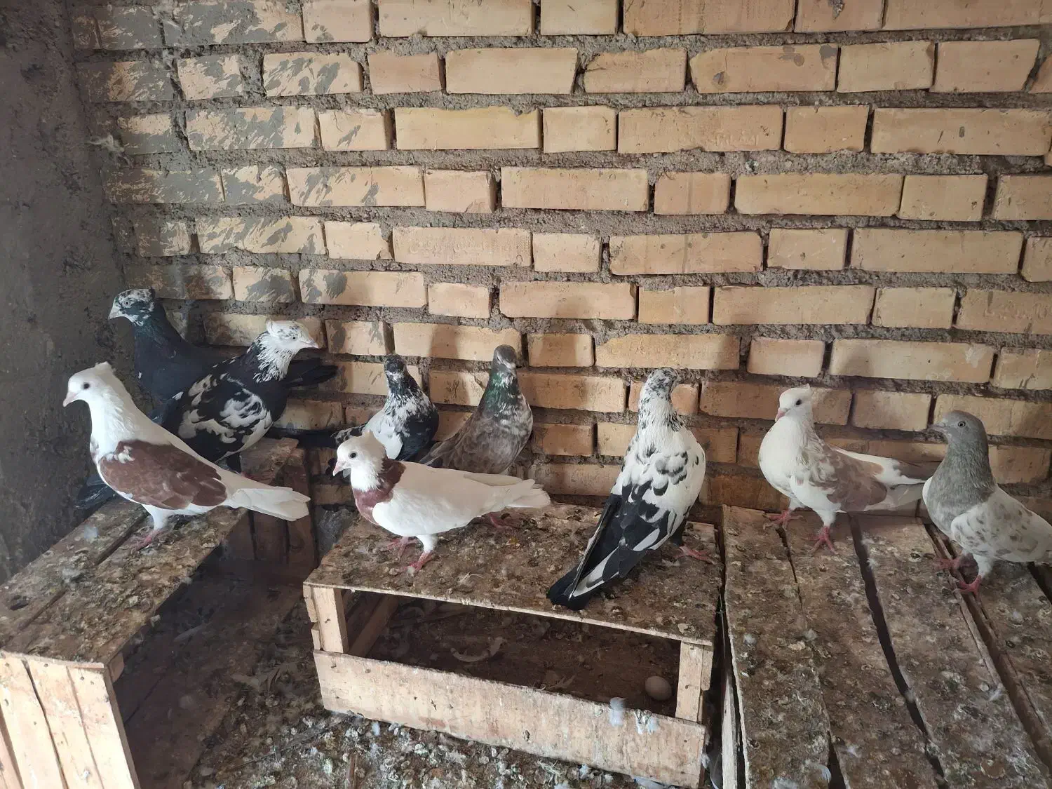 کفتر|پرنده|خرمشهر, |دیوار