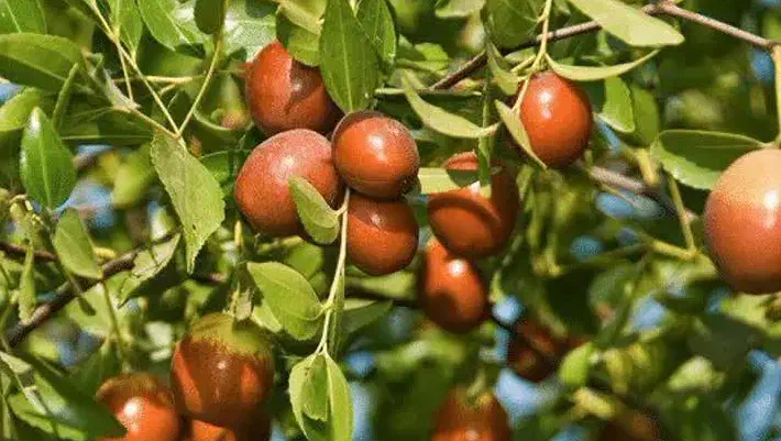 پیش فروش نهال عناب چینی یکساله|خدمات باغبانی و درختکاری|نهاوند, |دیوار