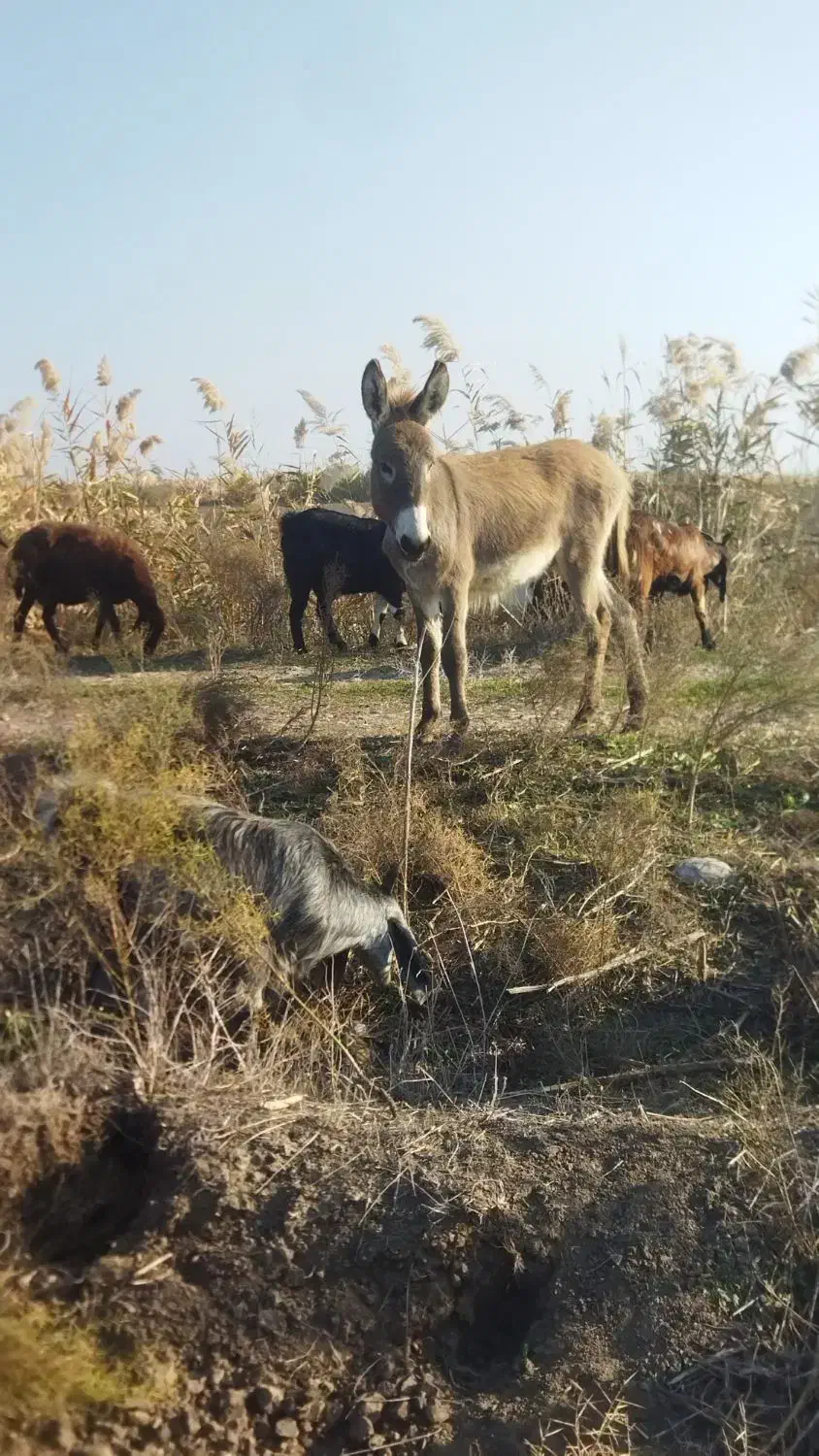 با سلام کره نر فروشی یک ساله قیمت توافقی|حیوانات مزرعه|گنبد کاووس, |دیوار