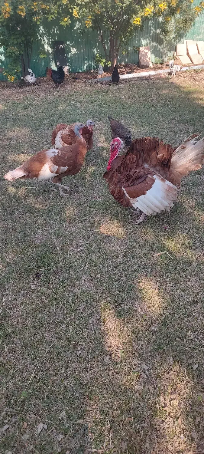 بوقلمون بورن بورن|حیوانات مزرعه|امیدیه, |دیوار