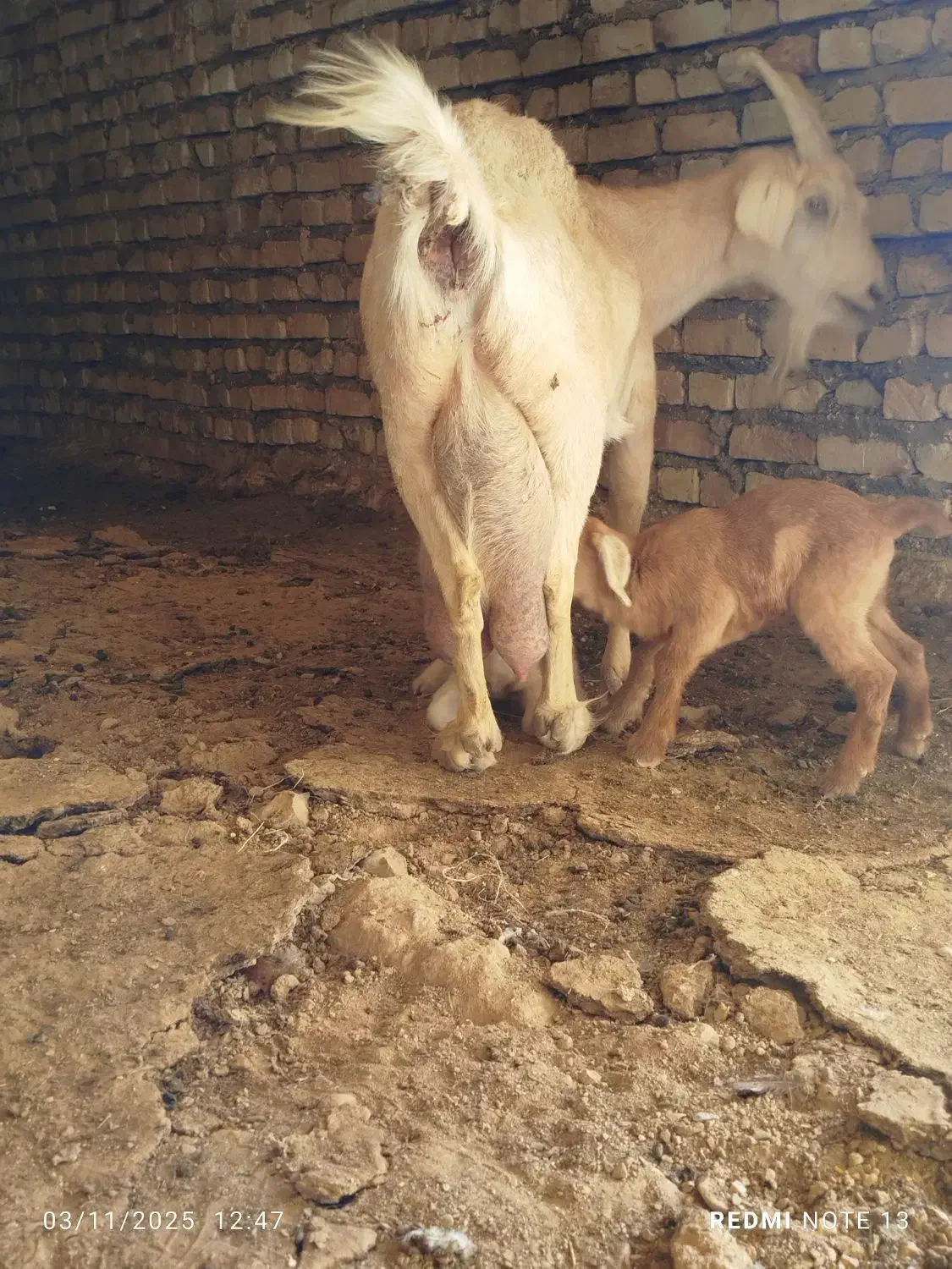 بز سیری سانن|حیوانات مزرعه|سده (خراسان جنوبی), |دیوار