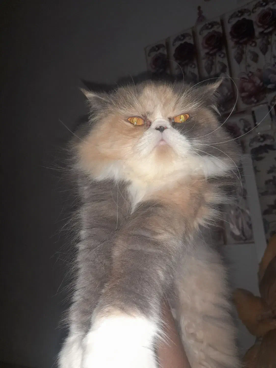 پرشین ۳ساله ماده|گربه|رشت, شهرک صبا|دیوار