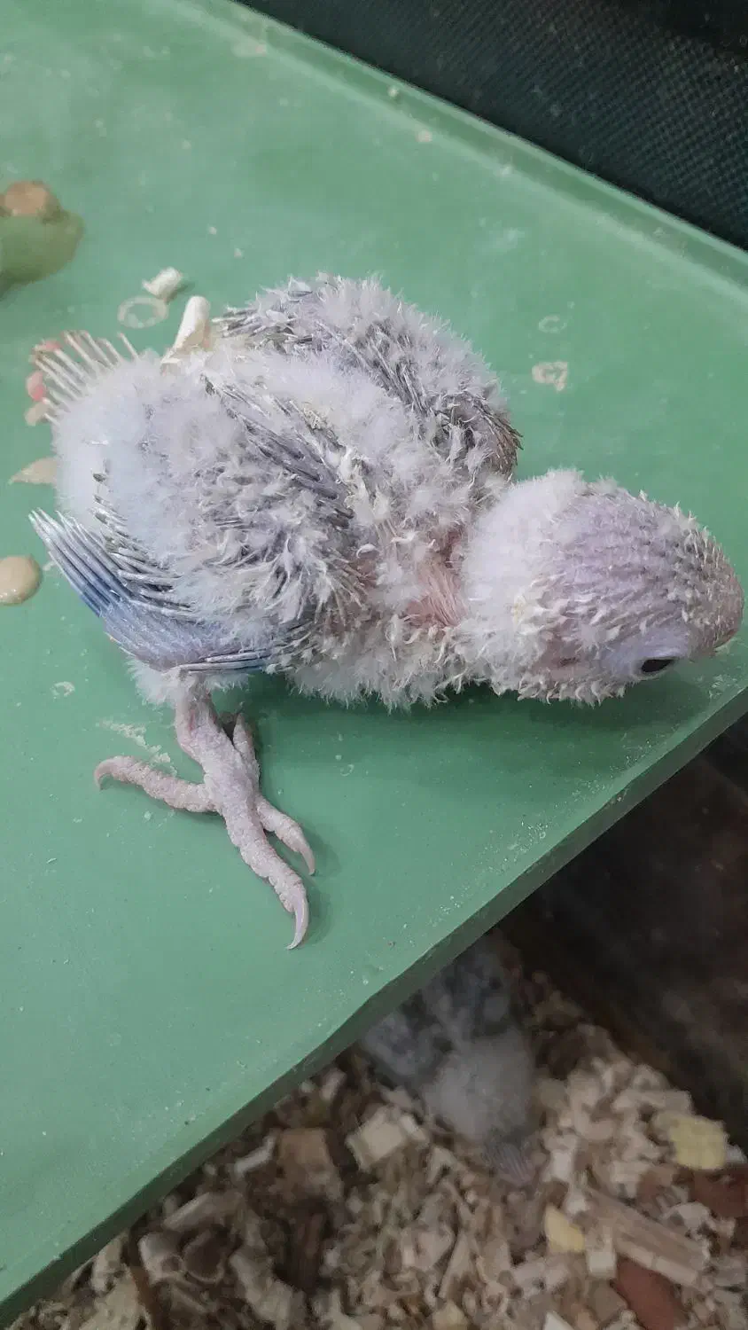 طوطی سرلاکی عروس،گیرینچیک|پرنده|آباده, |دیوار