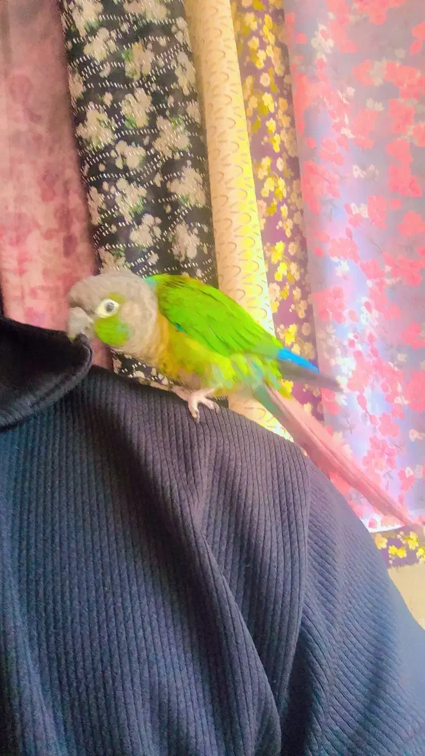 طوطی گرینچیک|پرنده|مهاباد (آذربایجان غربی), |دیوار