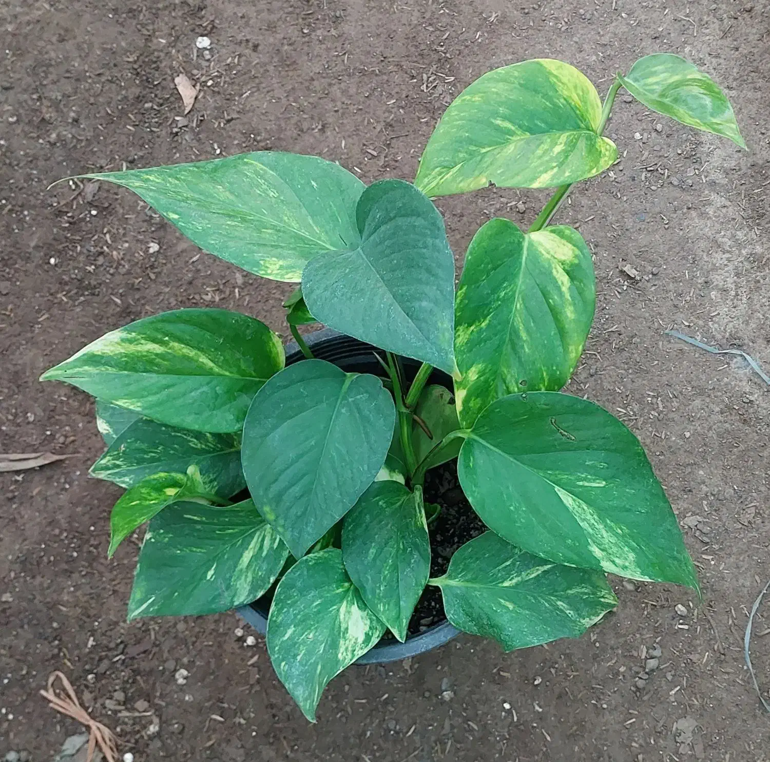 گل وگیاه|گل و گیاه طبیعی|مشهد, علی آباد|دیوار