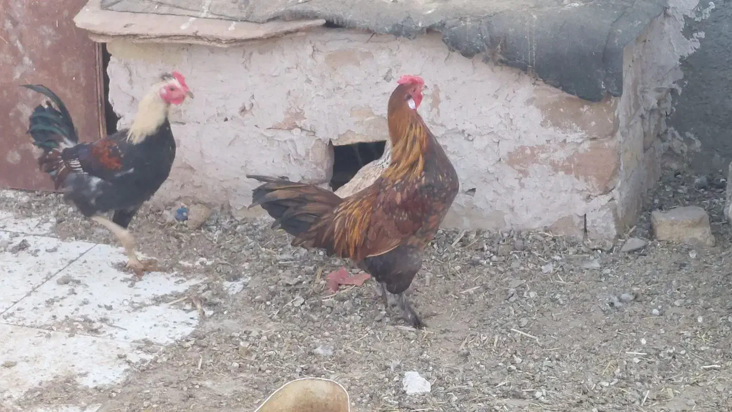 جوجه خروس|پرنده|فردوس (خراسان), |دیوار