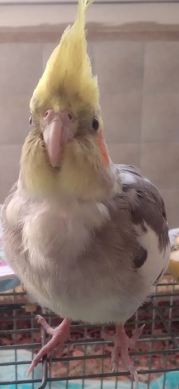 عروس هلندی نر مست مست سینامون|پرنده|پاکدشت, پاکدشت (مامازند)|دیوار