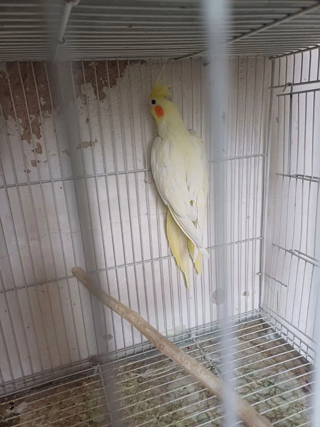 جفت مولد نرسخنگوو ماده تک زعفرونی فروش معاوضه|پرنده|مشهد, سرافرازان|دیوار