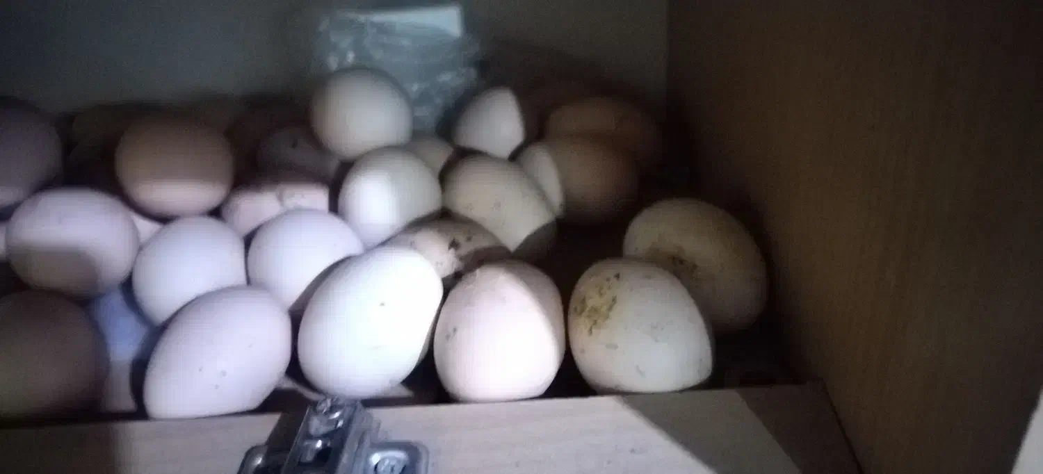 تخم مرغ محلی|خوردنی و آشامیدنی|ارومیه, |دیوار