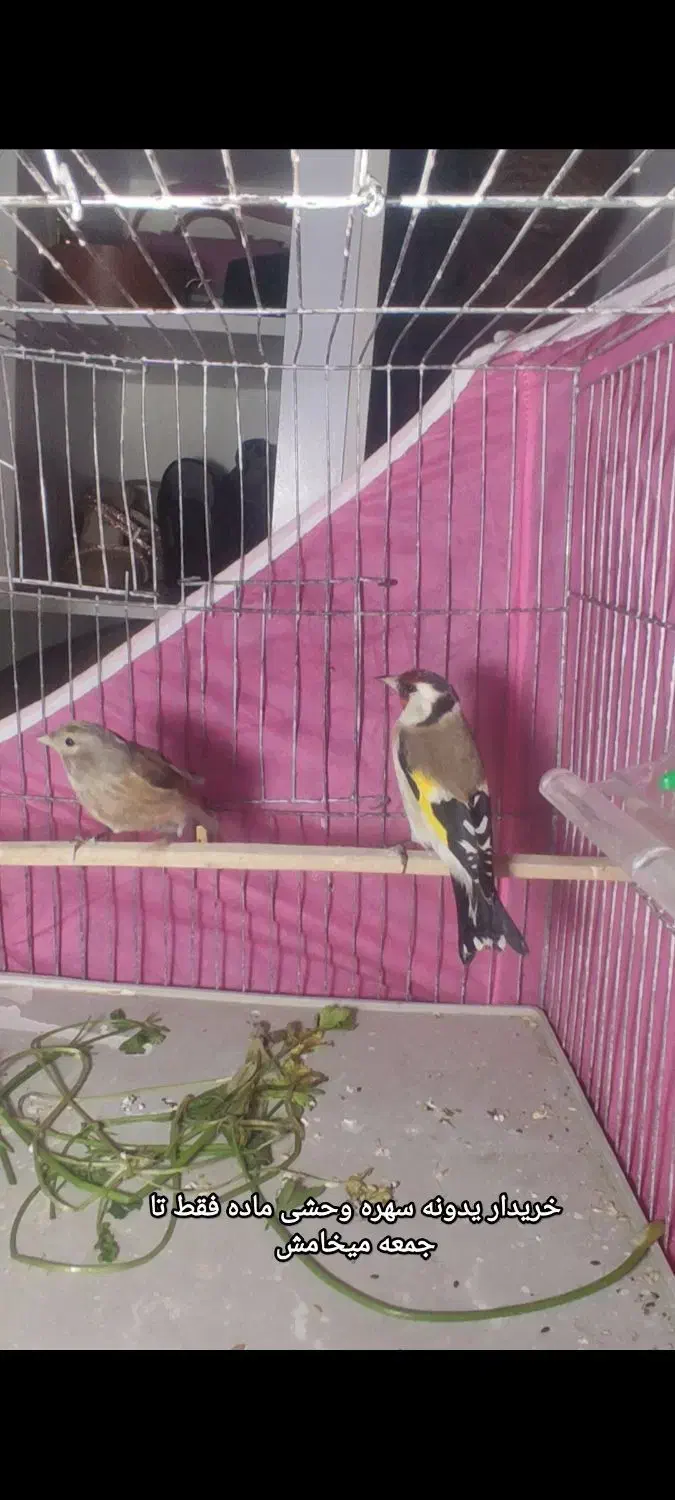 سهره وحشی ماده|پرنده|نقده, |دیوار