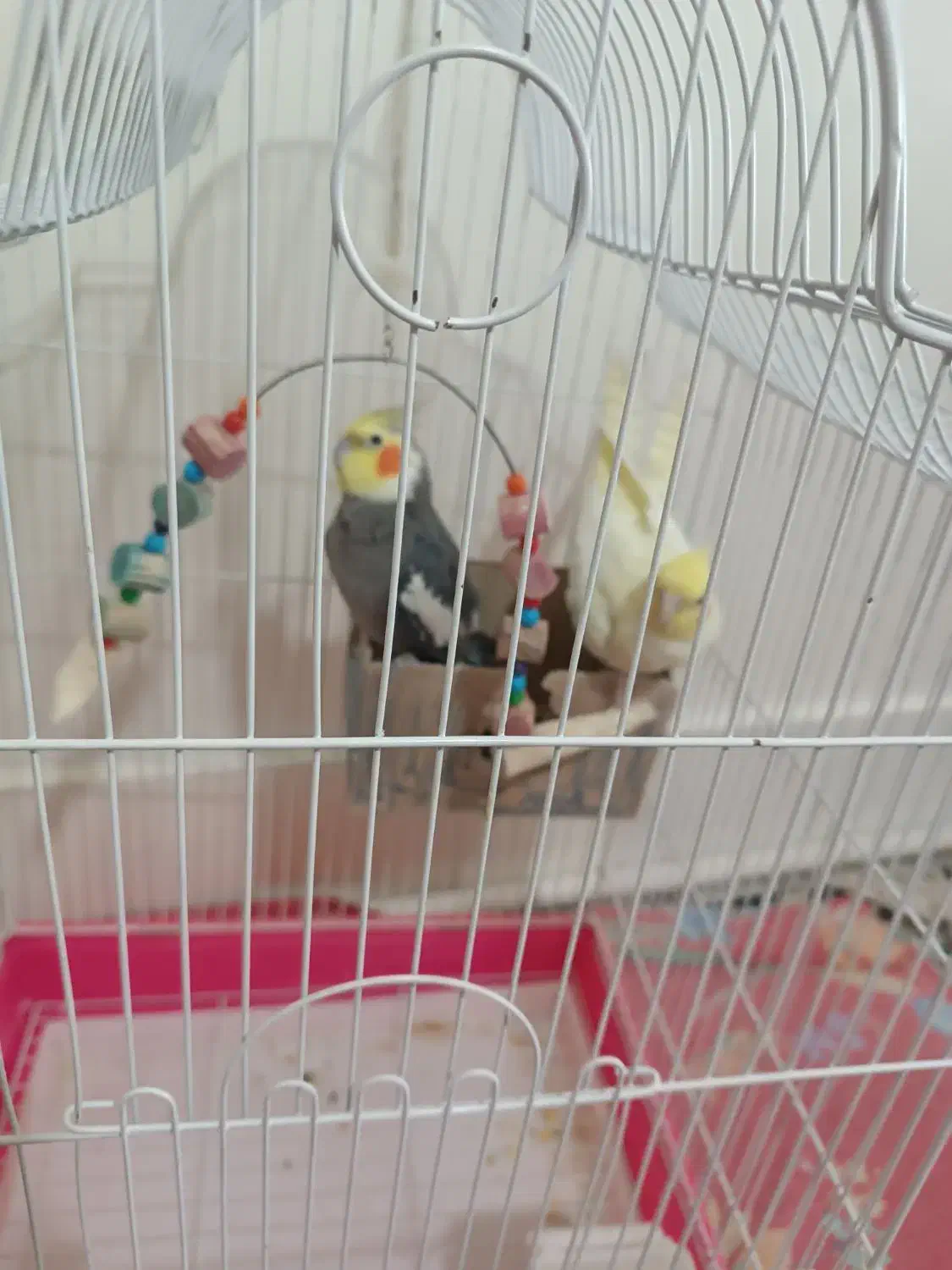 دوتا عروس نر ماده|پرنده|اسلامشهر, شهرک قائمیه|دیوار