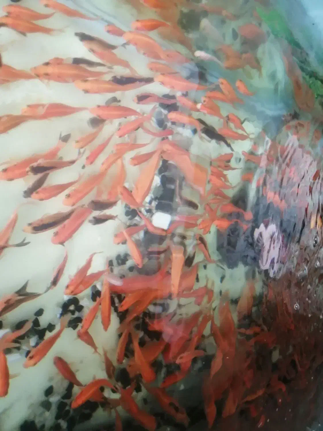 ماهی عید|ماهی|بیرجند, |دیوار