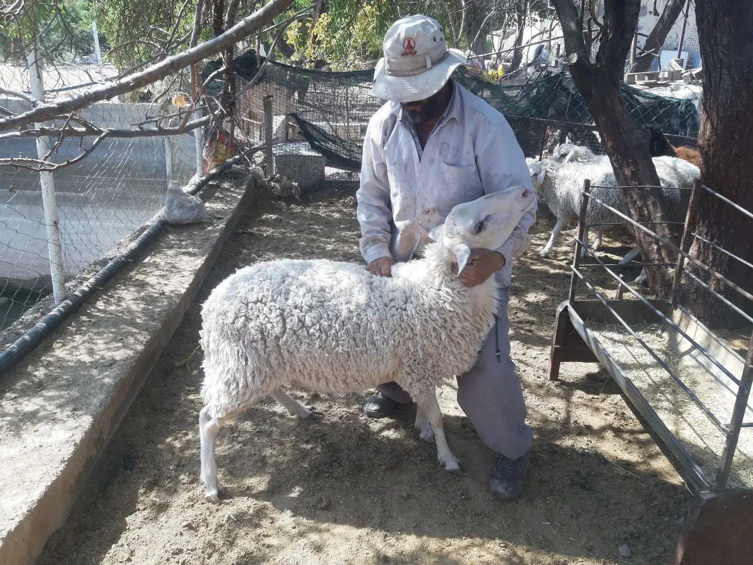 فروش ویژه بره قوچ لاکن|حیوانات مزرعه|نیریز, |دیوار