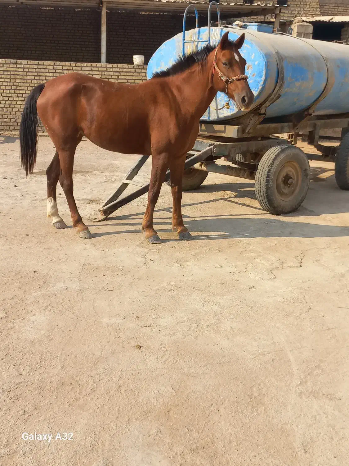 اسب اصیل عرب|اسب و تجهیزات اسب‌سواری|حمیدیه, |دیوار