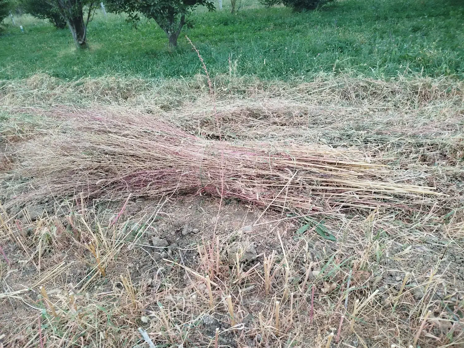 جارو|لوازم نظافت|نهاوند, |دیوار