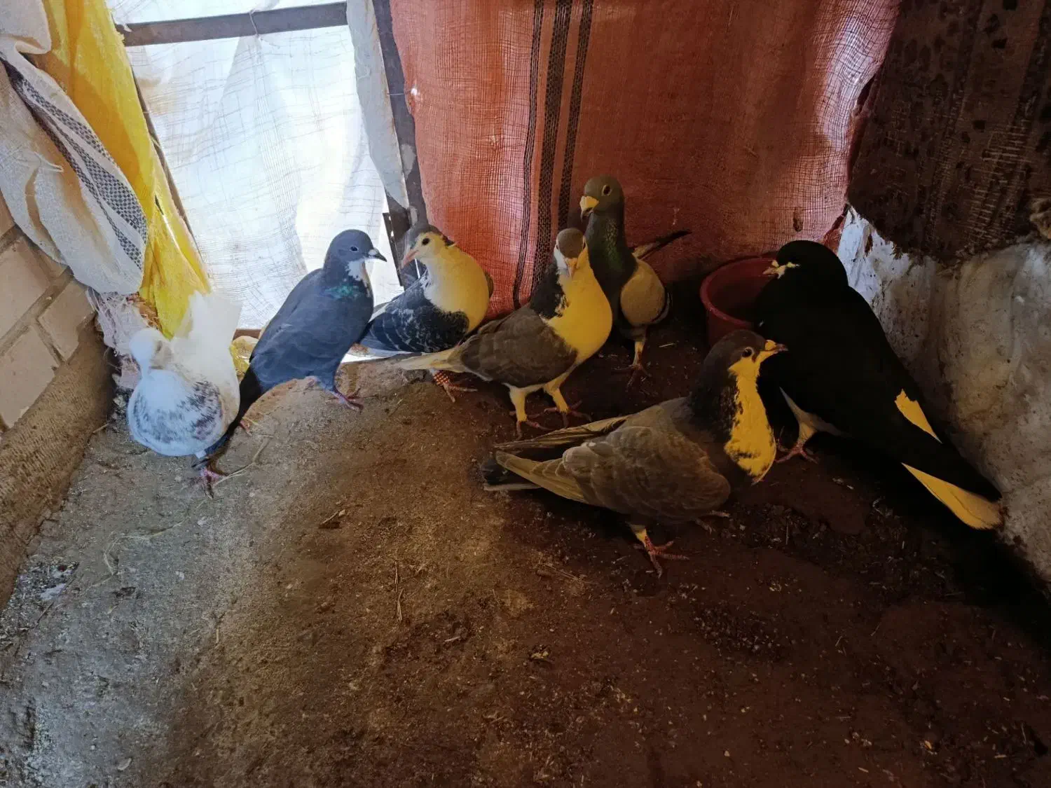 کفتر|پرنده|خوسف, |دیوار