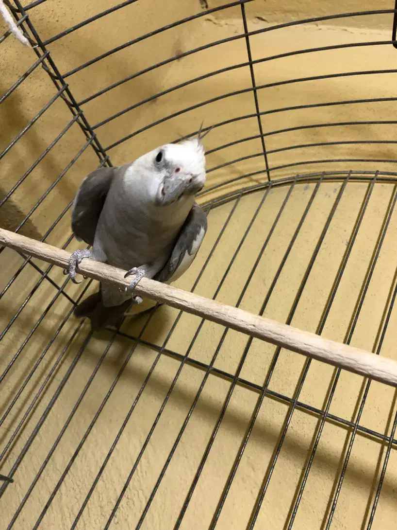 عروس هلندی وایت فیس سیلور|پرنده|بندرعباس, |دیوار