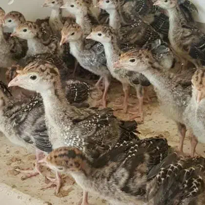 جوجه یکروزه تا ده روزه|حیوانات مزرعه|نوشهر, |دیوار