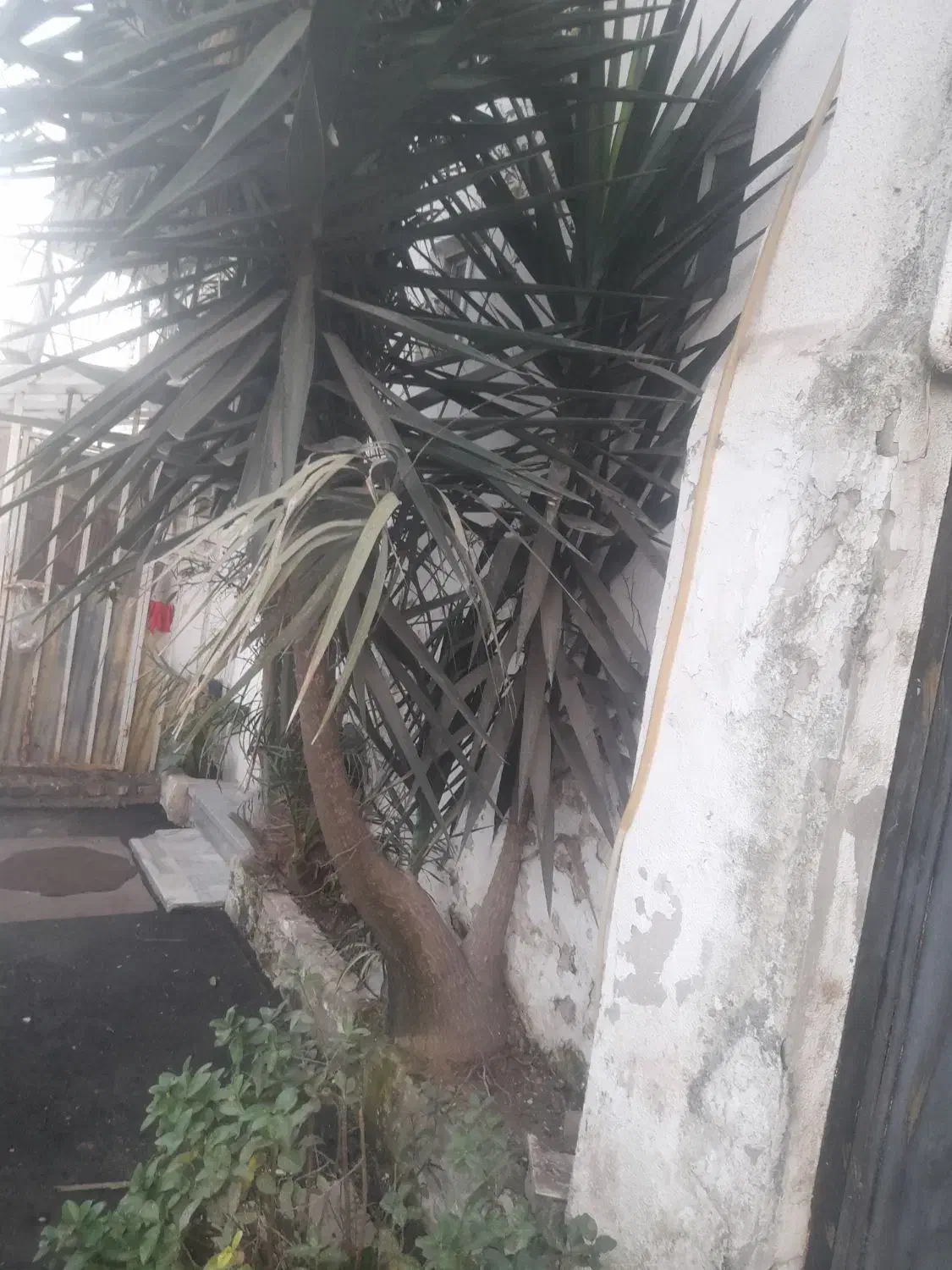 درخت نخل و درخت یوکا|گل و گیاه طبیعی|رشت, عینک|دیوار