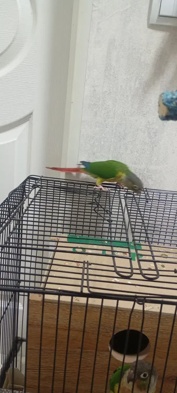 گرینجیک|پرنده|باسمنج, |دیوار