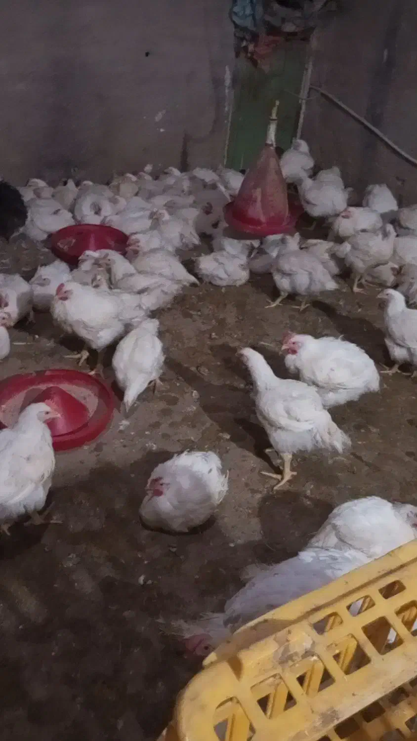 خروس مادر .مرغ و خروس گوشتی .بوقلمون گوشتی.غاز . |حیوانات مزرعه|محمدشهر, ولدآباد|دیوار