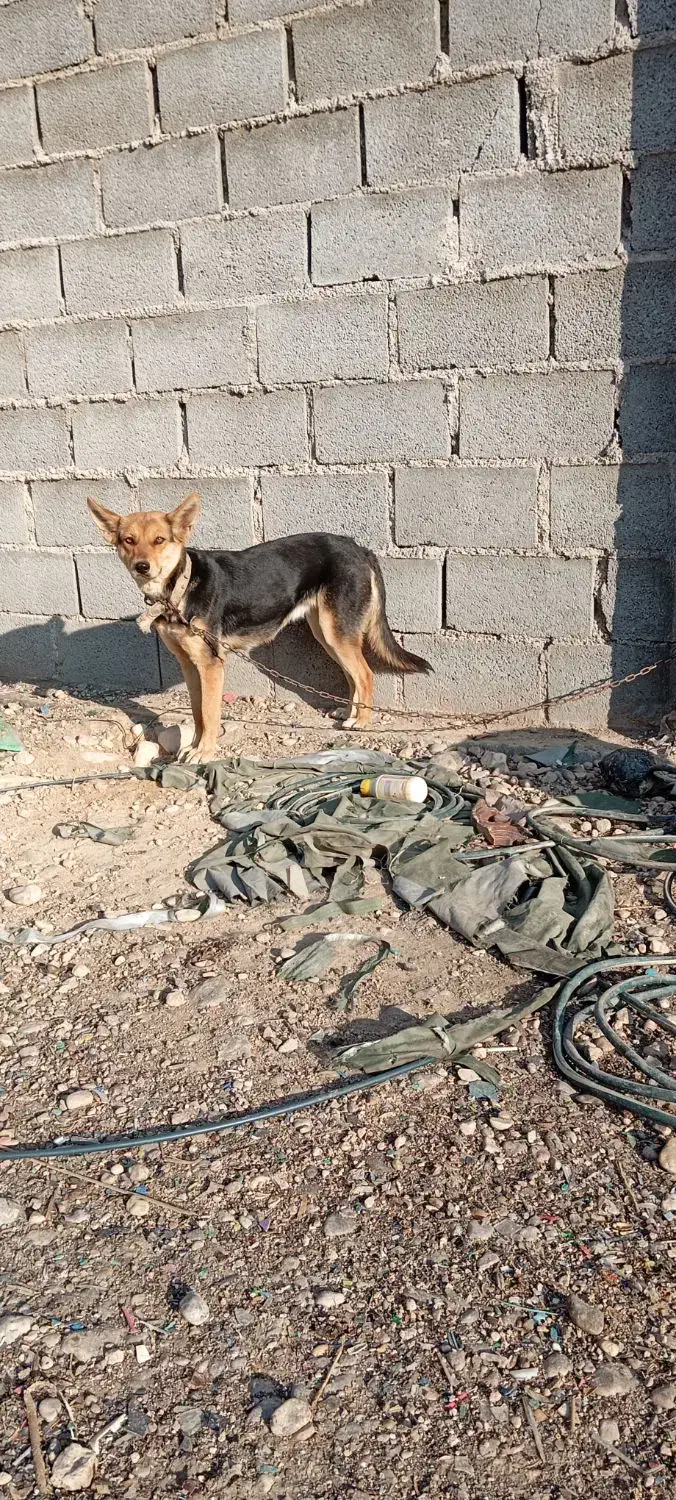 سگ ژرمن|سگ|جهرم, |دیوار