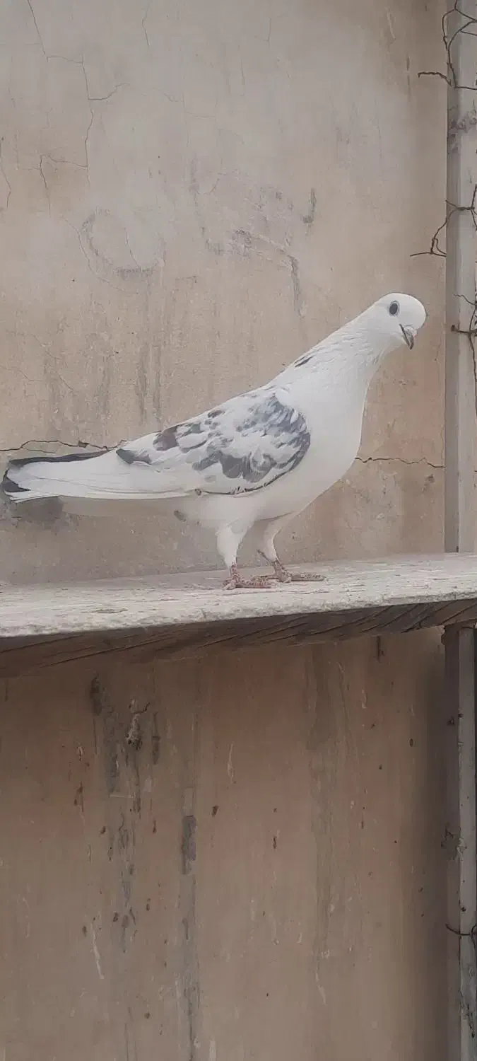 کفتر گرفتی|پرنده|شهر ری, دولت‌آباد|دیوار