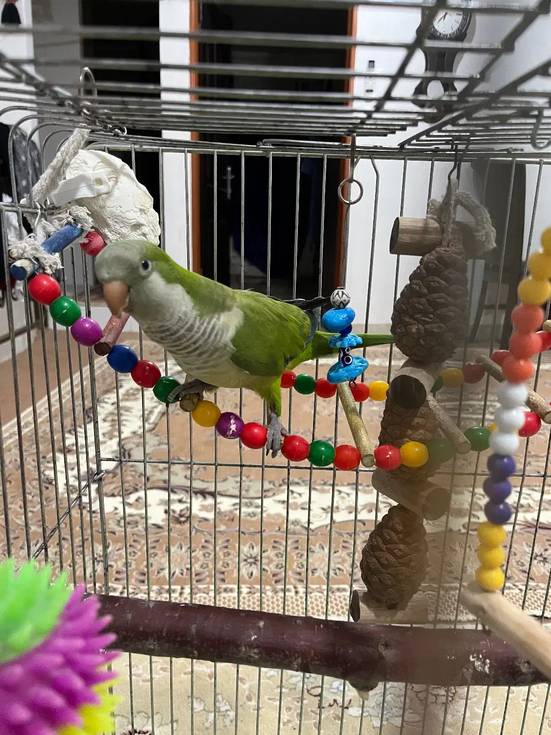 پرنده راهب|پرنده|بندر ماهشهر, |دیوار