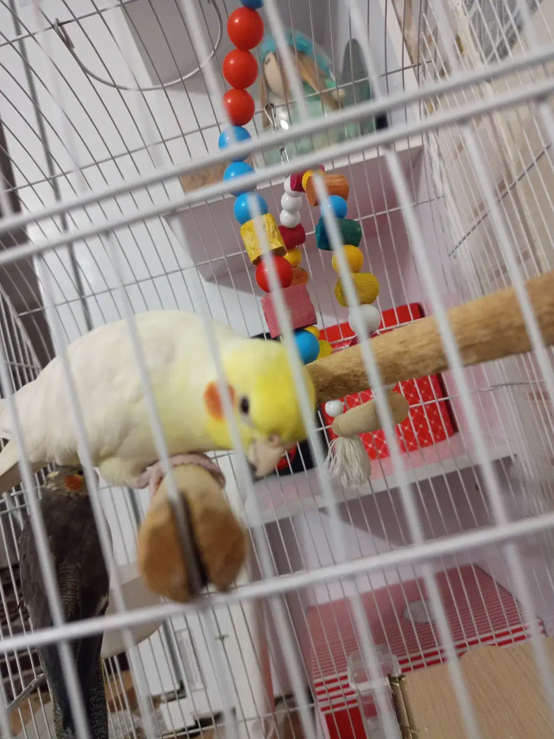 عروس هلندی بالغ|پرنده|رباط‌کریم, رباط‌کریم|دیوار