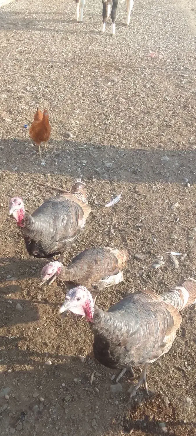 بقلمون نر برنز سینه پهن امریکایی|حیوانات مزرعه|گلبهار, نوبهار|دیوار