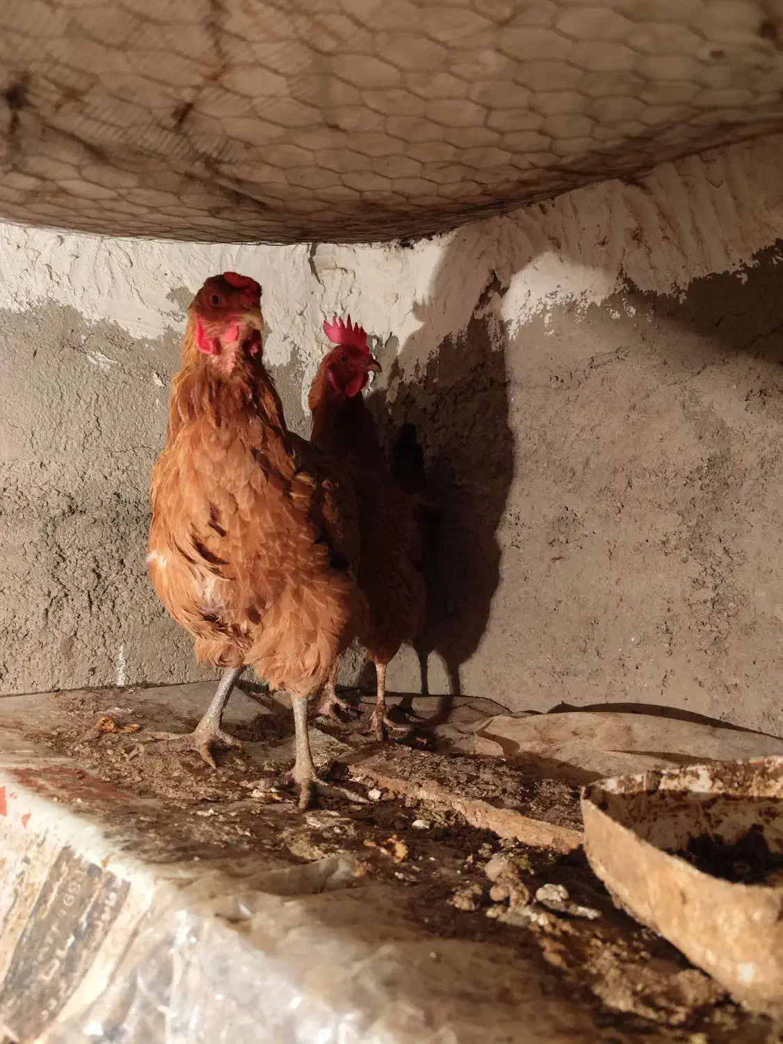 4 عدد مرغ تخمگذار و 1 عدد خروس محلی|حیوانات مزرعه|قرچک, داوود آباد|دیوار